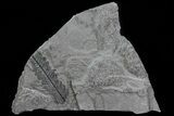 Fern (Pecopteris) Fossil & Bivalves - Kinney Quarry, NM #80444-1
